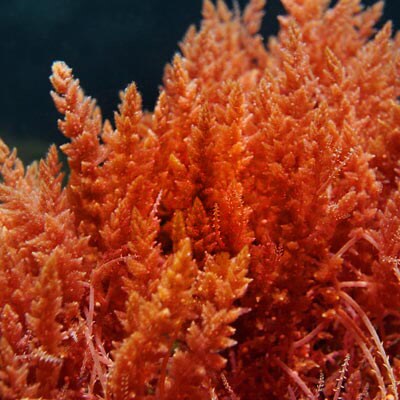 Красные водоросли